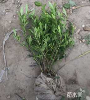 高度30厘米小叶栀子