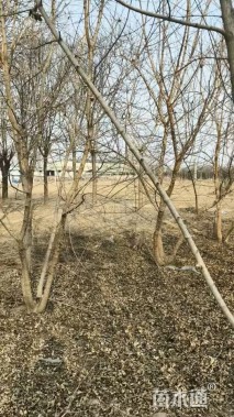 高度650厘米丛生五角枫