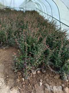 高度40厘米火棘