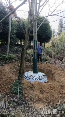 15公分青钱柳