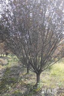10公分紫叶李