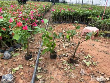 高度20厘米红花三角梅