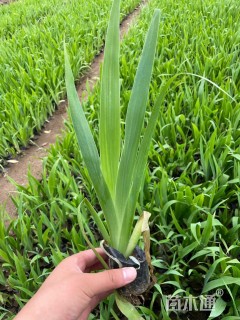 高度40厘米紫鸢尾