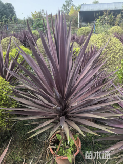 高度80厘米朱蕉