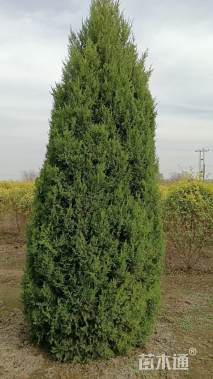 高度300厘米塔桧