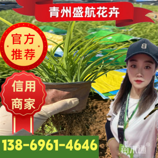 高度10厘米常绿萱草