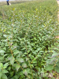 高度50厘米金边假连翘