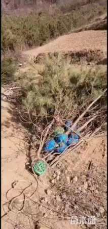 高度250厘米油松