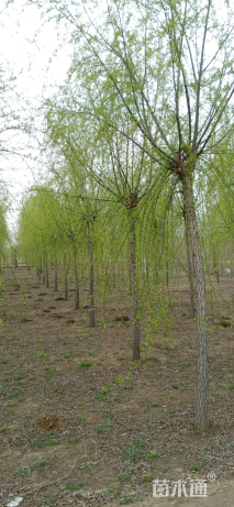 10公分青皮垂柳