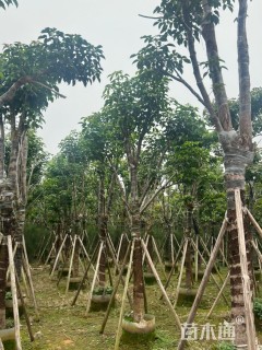12公分秋枫