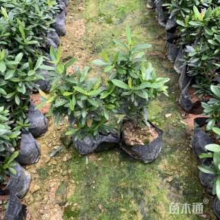 高度35厘米大叶龙船花