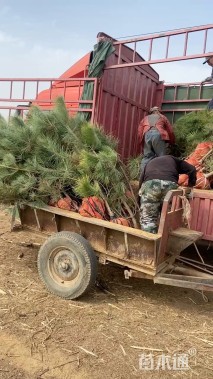 高度180厘米黑松