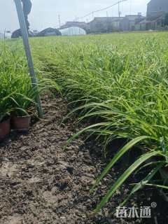 高度20厘米大花萱草