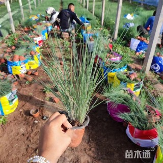 高度40厘米坡地毛冠草