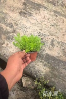 高度10厘米佛甲草