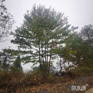 80公分灯台树