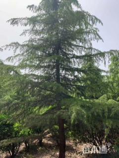 高度6厘米雪松