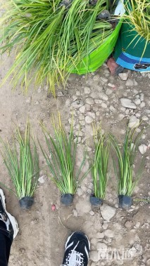 高度40厘米金叶石菖蒲