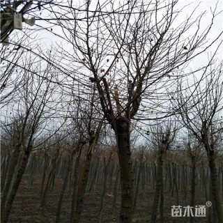 13公分圆冠榆