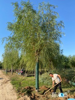 16公分金丝垂柳