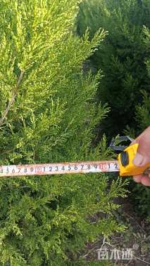 高度250厘米桧柏