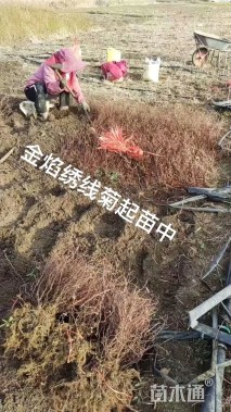 高度40厘米粉花绣线菊