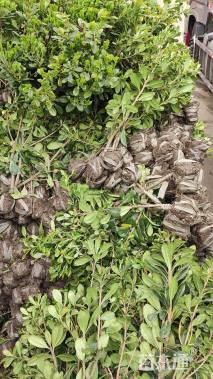 高度50厘米海桐