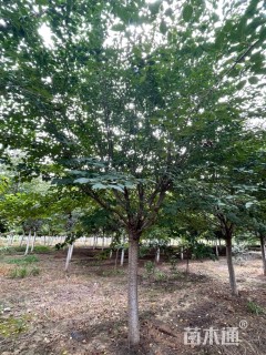 16公分染井吉野樱