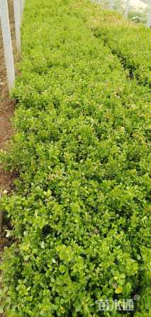 高度35厘米小叶黄杨