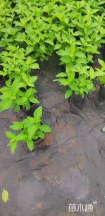 高度30厘米无尽夏绣球