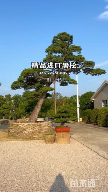 高度100厘米黑松