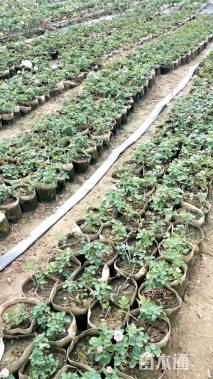 高度50厘米品种月季