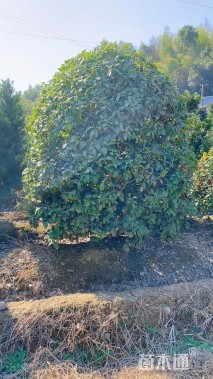 高度250厘米丛生桂花