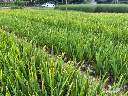 高度30厘米西伯利亚鸢尾