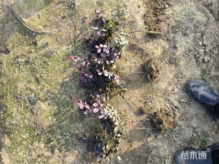 高度40厘米红花继木