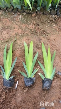 高度30厘米香蒲