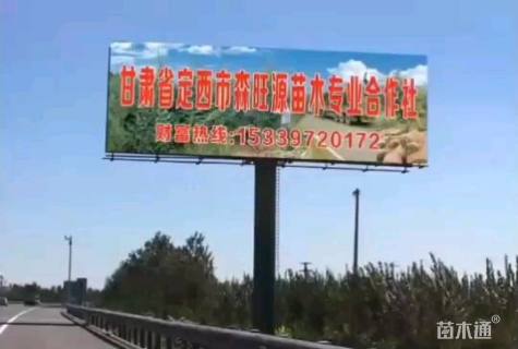 高度480厘米红皮云杉