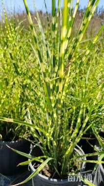 高度50厘米斑叶芒