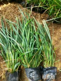 高度40厘米拂子茅