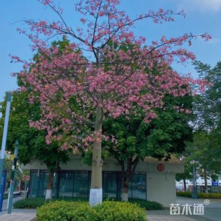 20公分洋紫荆