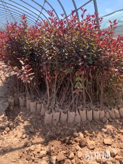 0.4公分紫叶矮樱