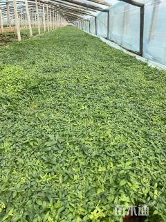 高度10厘米千屈菜