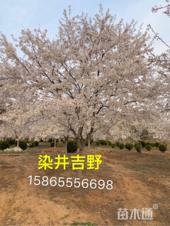 20公分染井吉野樱