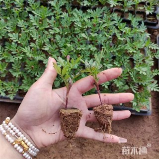 高度7厘米孔雀草