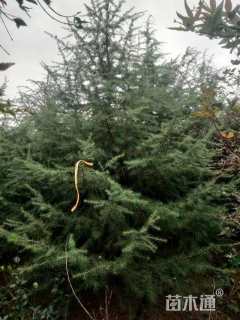 高度500厘米雪松