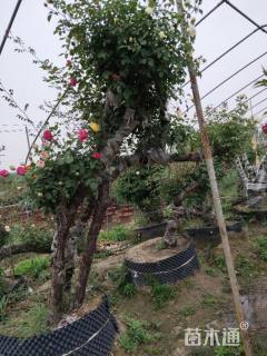 高度150厘米树状月季