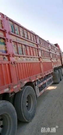 高度20厘米黄金菊