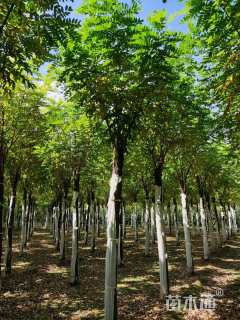 19公分香花槐