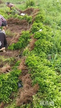 高度40厘米小叶黄杨