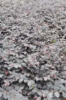 高度25厘米红花继木